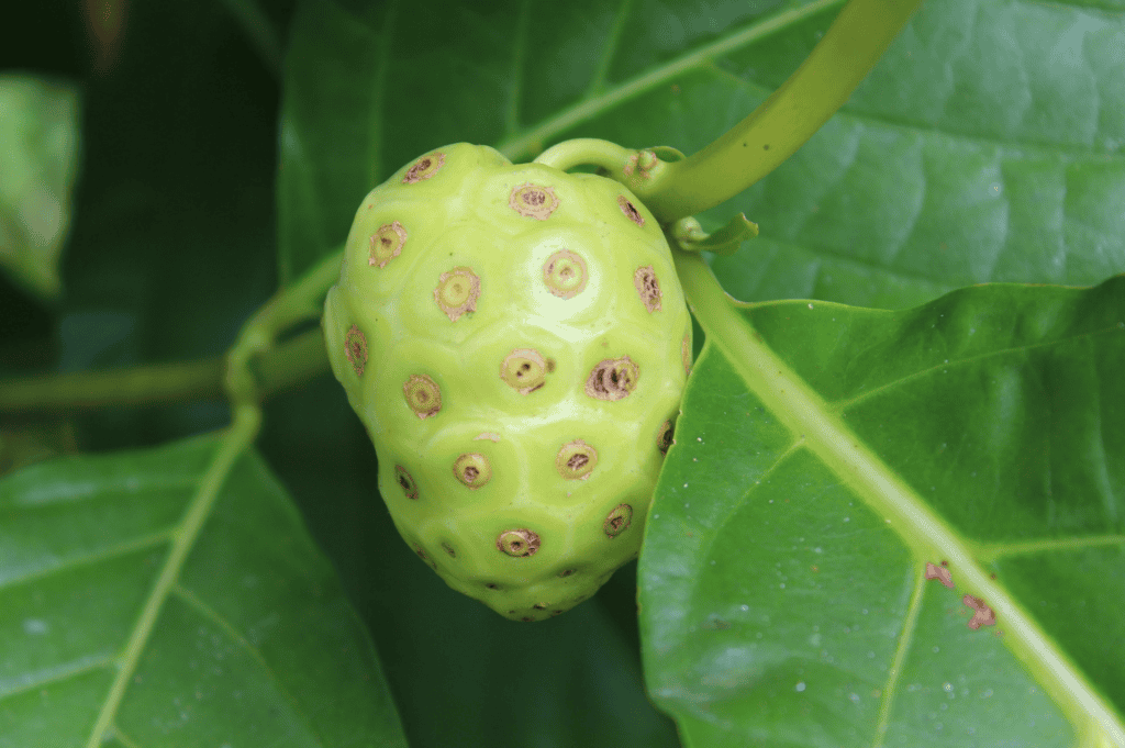 noni fruit
