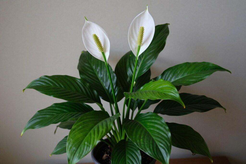 Peace lily with dark green leaves and white spathes - among the best houseplants indoor for beginners Peace lily with dark green leaves and white spathes - among the best houseplants indoor for beginners