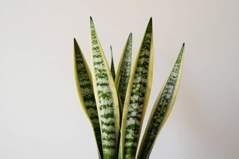 Snake plant with tall, upright variegated leaves - one of the best houseplants indoor for beginners