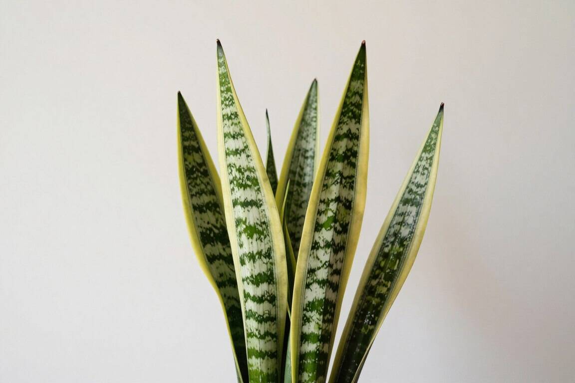 Snake plant with tall, upright variegated leaves - one of the best houseplants indoor for beginners