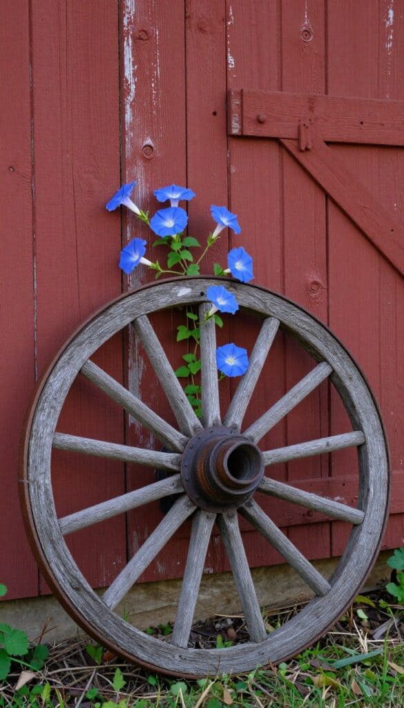 Weathered wooden wagon wheel leaning against barn fence with climbing morning glories