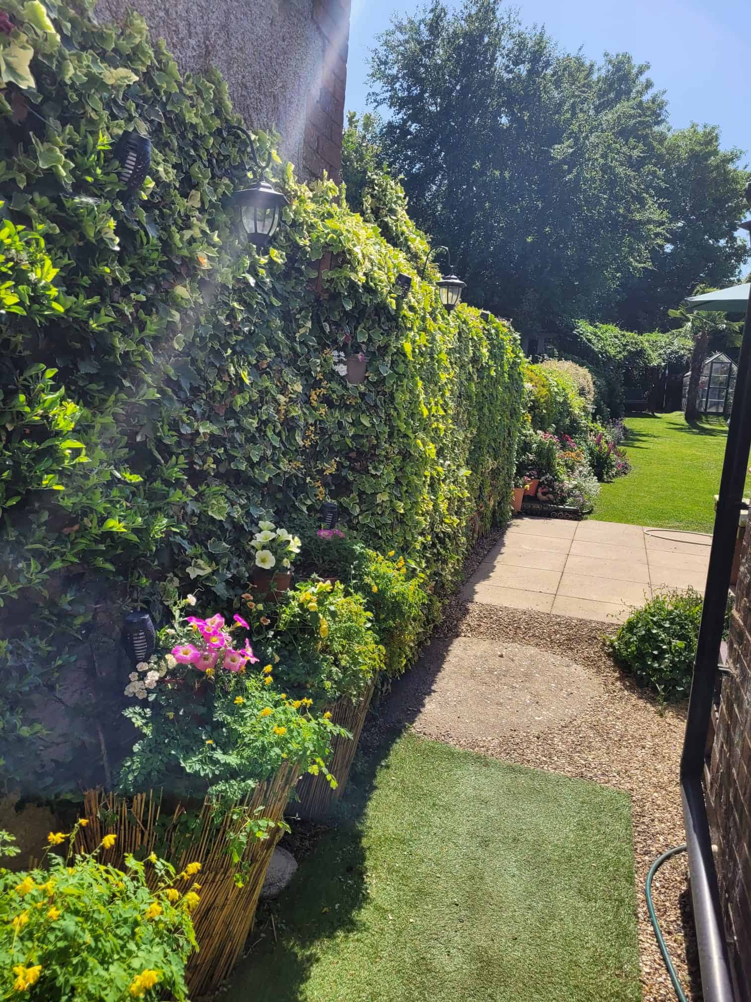 Sunlit pathway in Alex’s English cottage garden bordered by colourful flowers, climbing ivy, decorative lanterns, and a lush green lawn leading to the greenhouse.