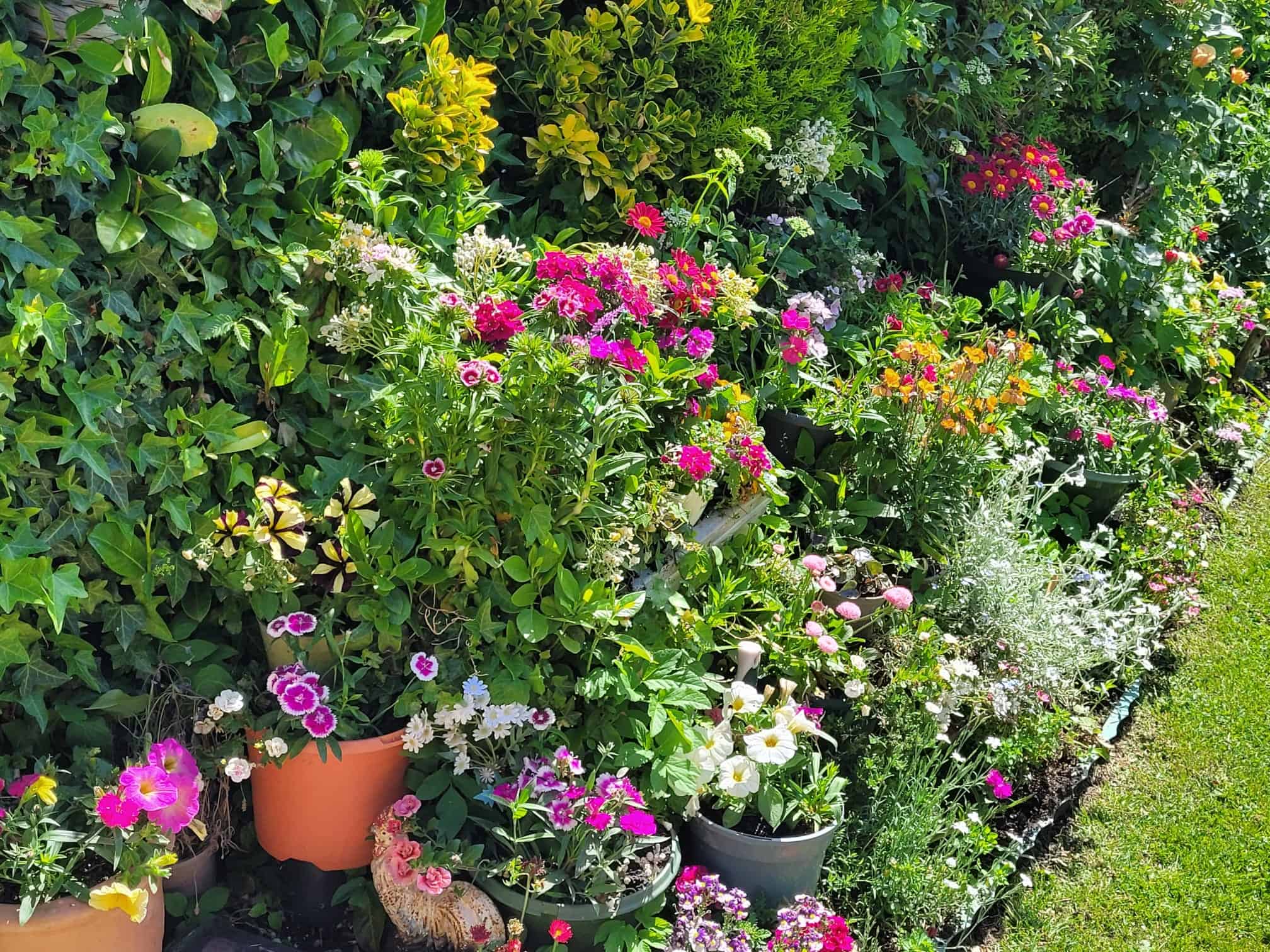 Colorful flower border in Alex’s English cottage garden filled with potted flowers, vibrant blooms, evergreen foliage, and layered cottage garden planting.