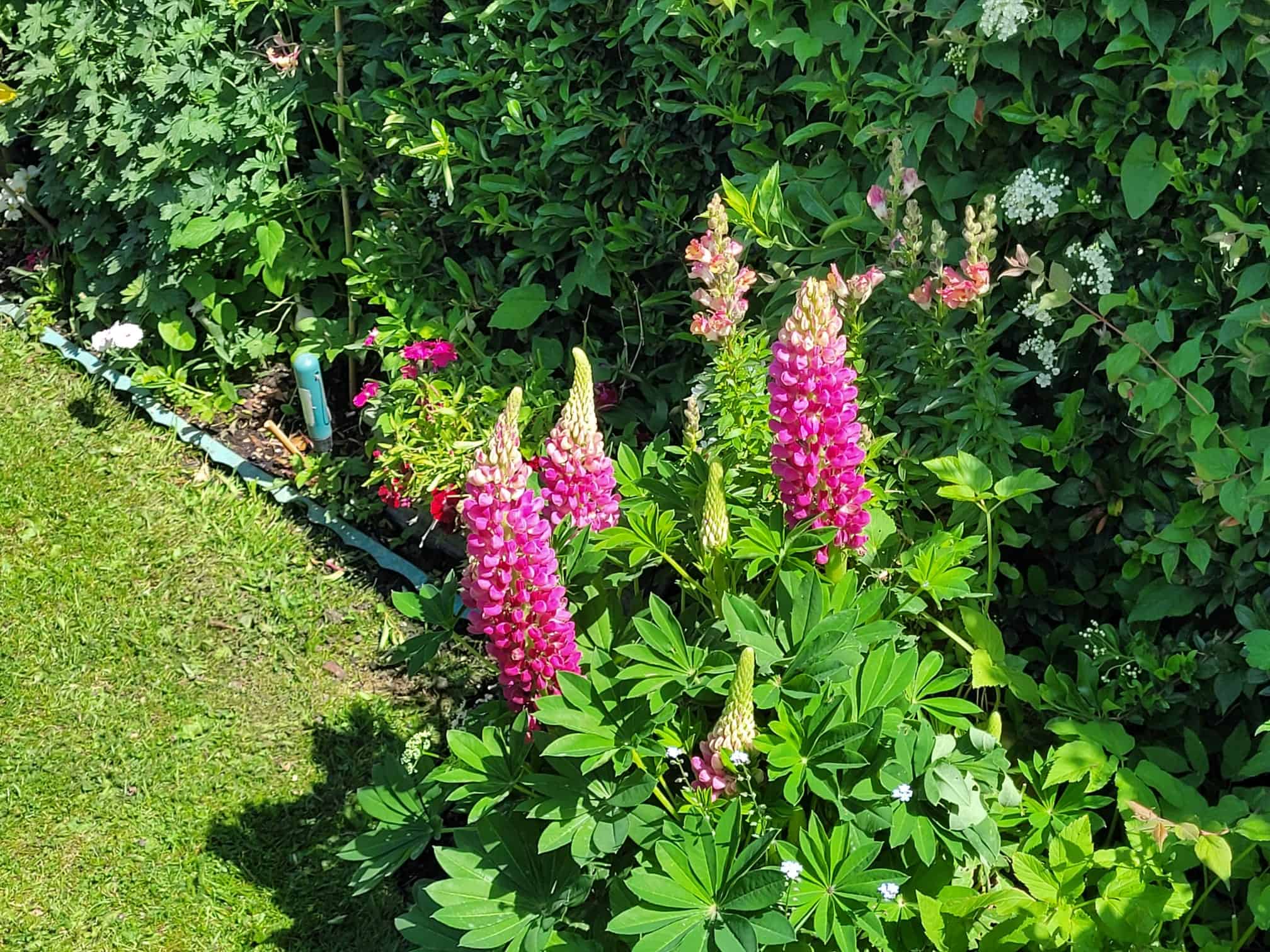 Pink lupins blooming in Alex’s English cottage garden surrounded by lush green foliage and mixed cottage garden flowers.