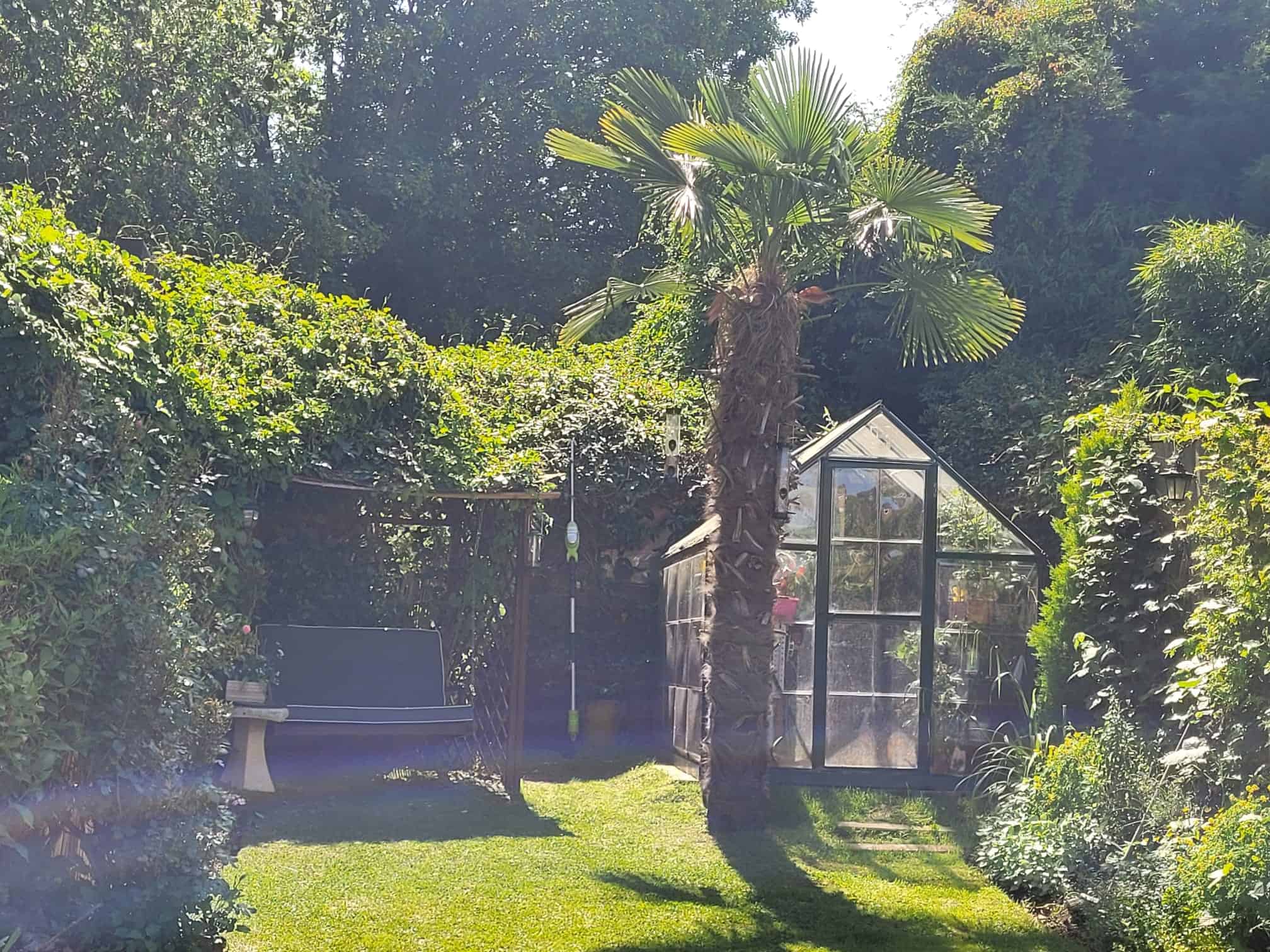 Greenhouse and mature palm tree in Alex’s English cottage garden beside a peaceful garden swing, surrounded by lush evergreen planting.