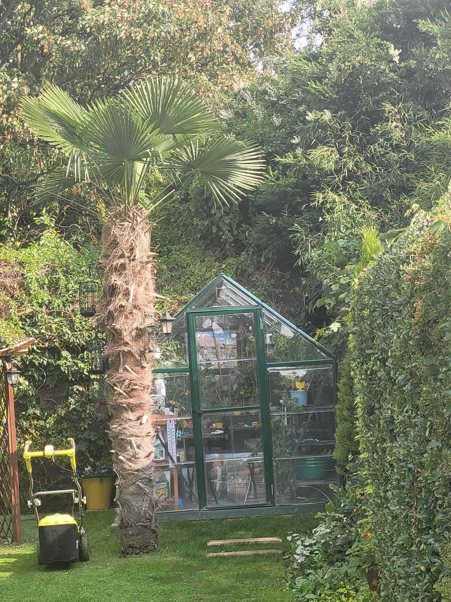 Greenhouse nestled beside a mature palm tree in Alex’s English cottage garden, surrounded by neatly trimmed hedges and lush evergreen planting.