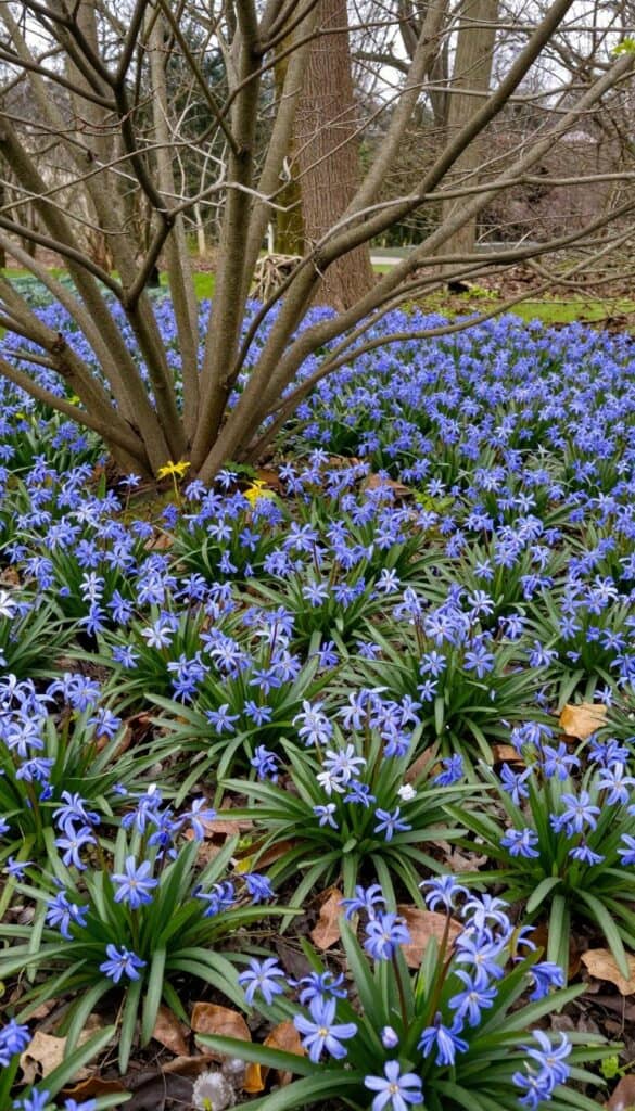 Blue scilla flowers beneath spring shrubs Blue scilla flowers beneath spring shrubs