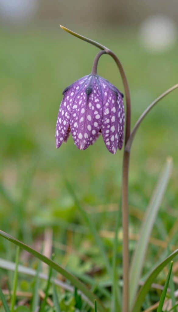 Chequered snake’s head fritillaries in a spring garden Chequered snake’s head fritillaries in a spring garden