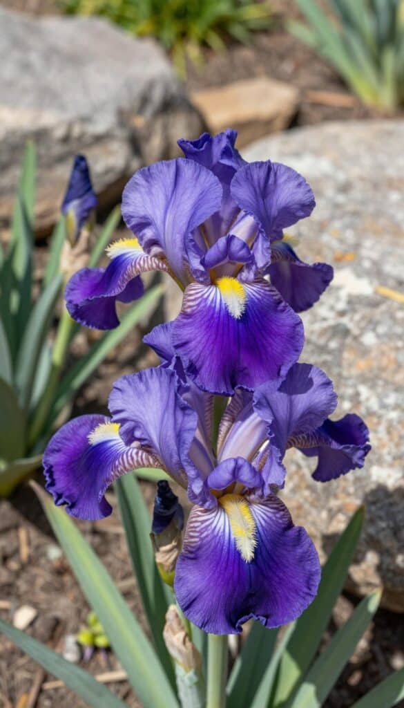 Purple iris reticulata flowers in a rock garden Purple iris reticulata flowers in a rock garden