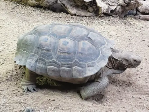A tortoise moves slowly and steadily, showing the careful and reliable work that Mid State Baths brings to every bathroom remodel.