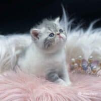 Tabby Exotic Shorthair Kittens: A Guide to Patterns, Colors, and Personalities