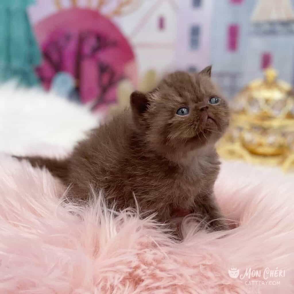 Tabby Exotic Shorthair Kittens for Sale | Mon Chéri Cattery
