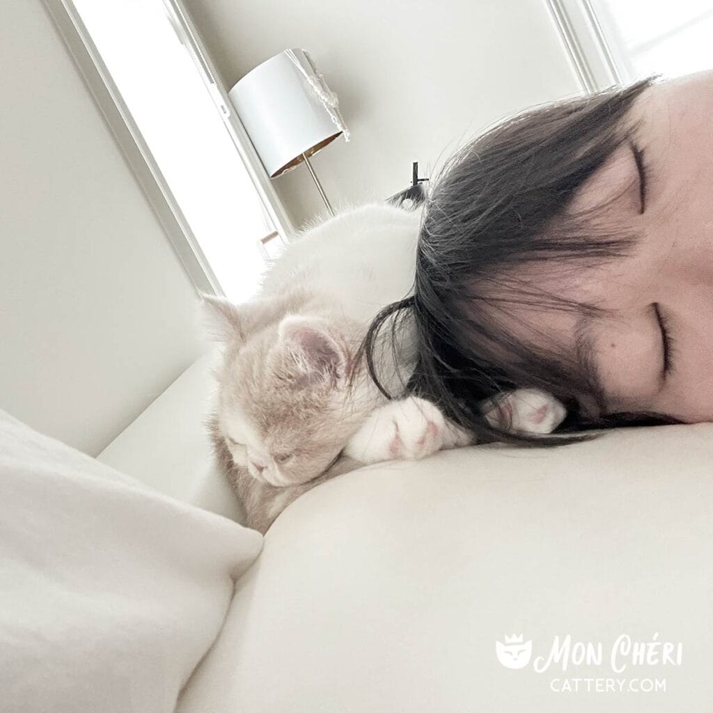 Cream tabby van Exotic Shorthair cat of Greenville, South Carolina naps along side his mom.