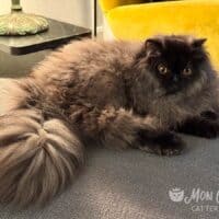 Persian & Exotic Longhair Breed Guide: The Modern Luxury Companion