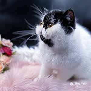 Panda Exotic Shorthair kitten - Rare Van Pattern - Mon Cheri Cattery