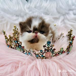 Exotic Shorthair Breeder: Chocolate and white Exotic Shorthair kitten– Show Quality (Lilly)