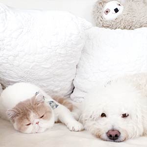 Cream Tabby Van Exotic Shorthair Kitten (Cream Pop)