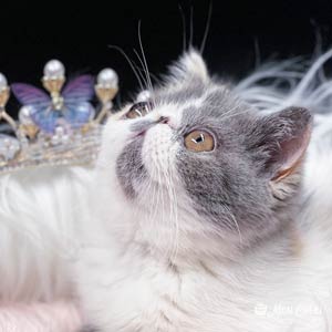 Exotic Shorthair Breeder of Rare adult female dilute calico Exotic Shorthair– Contessa