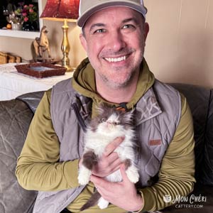 Chocolate Bicolor Exotic Longhair Kitten in Walland, Tennessee– Home Visit