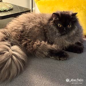 Exotic Longhair Kitten Breeder: Adult Chocolate Smoke Exotic Longhair (Persian)– Show Quality