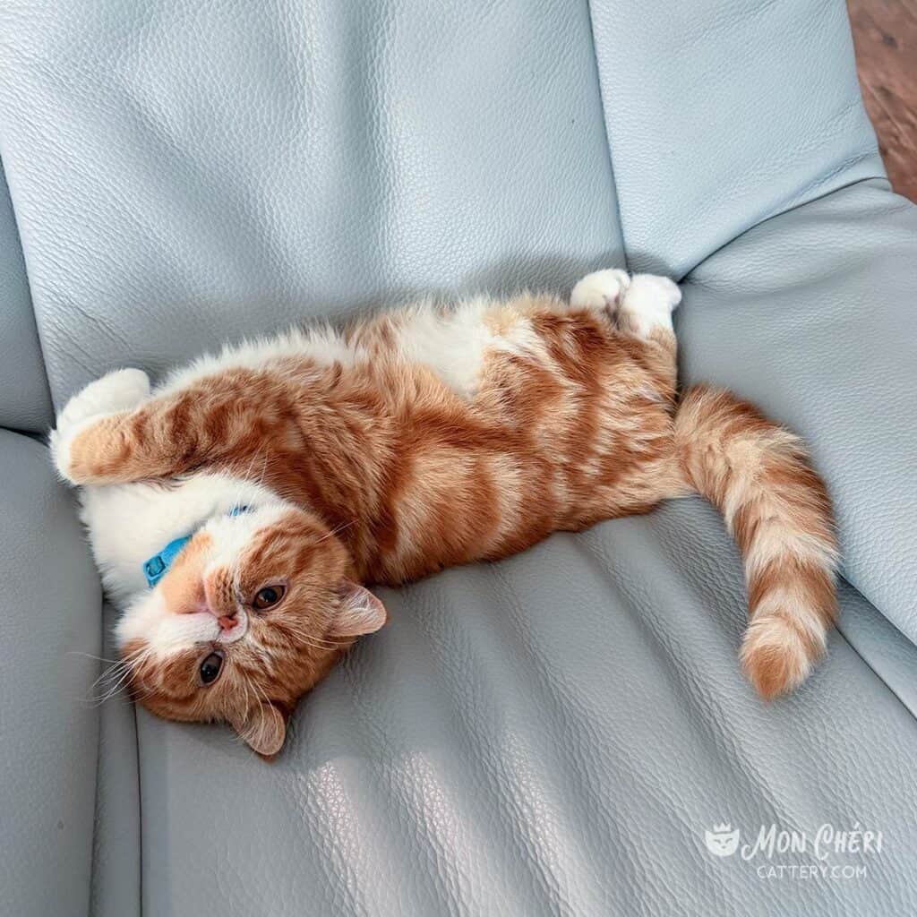 Red Tabby Bicolor Exotic Shorthair Kitten in St Petersburg, Florida