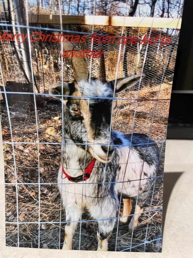 Goat behind a wire fence at MooseMedia.