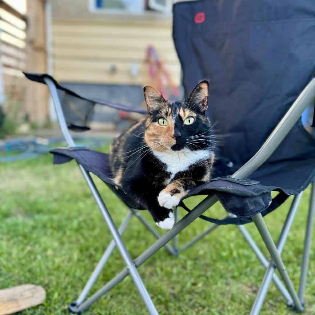 Calico cat relaxing on outdoor chair in yard scenery.