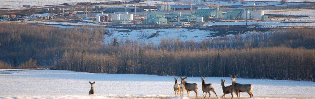Moose in snowy landscape near industrial area in Fort Saskatchewan, Alberta.