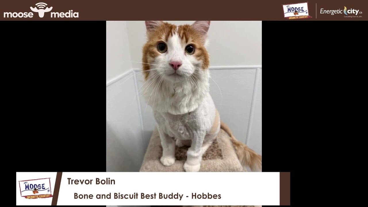 Adorable orange and white cat with fluffy fur, sitting on a beige carpet.