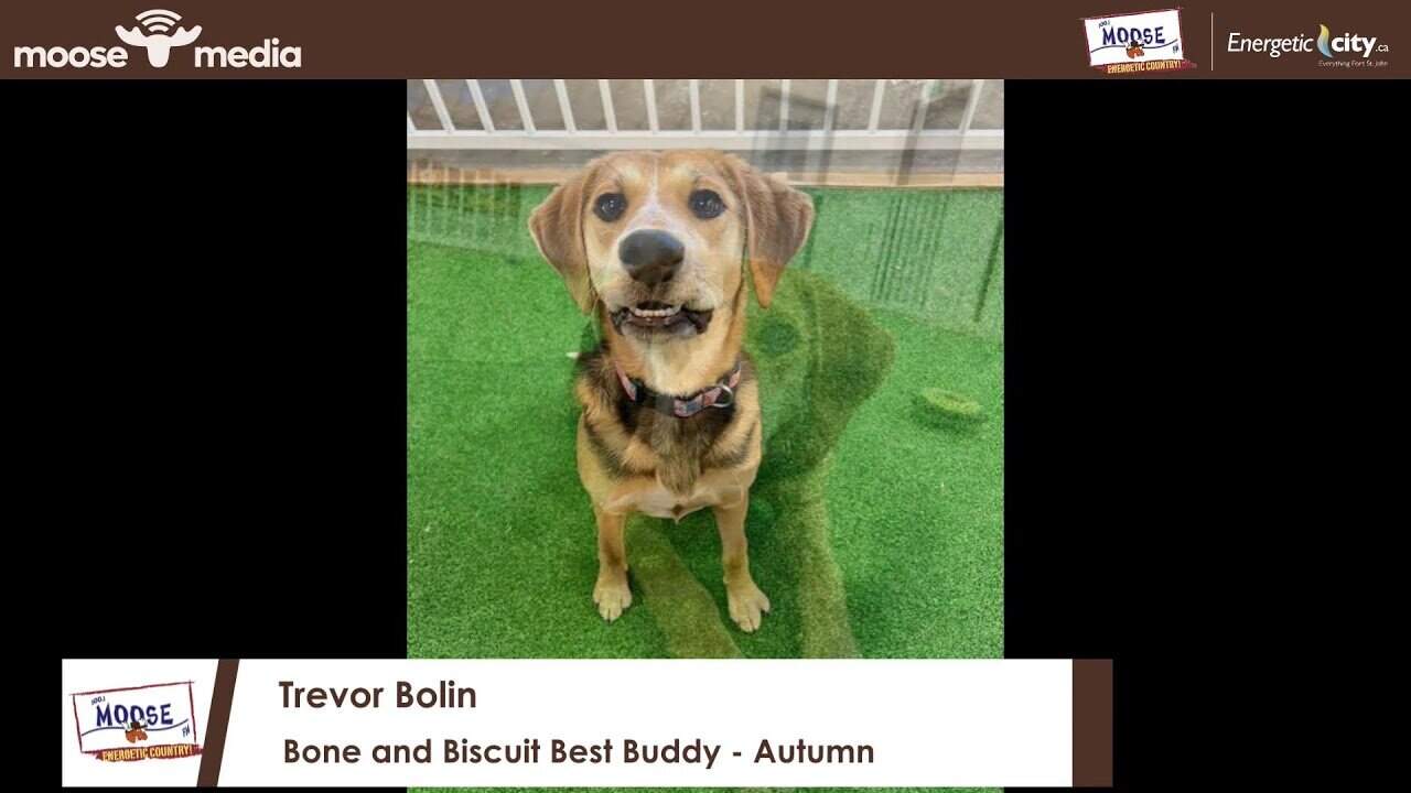 Adorable dog with a happy expression sitting on a green artificial grass area.