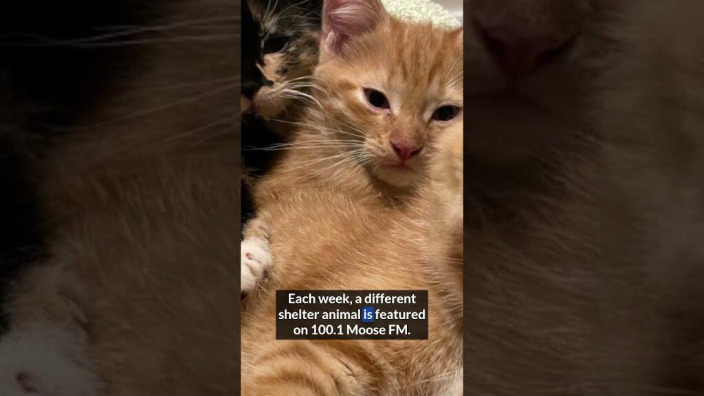 Adorable orange kitten with a calm expression, highlighting shelter pet adoption success.