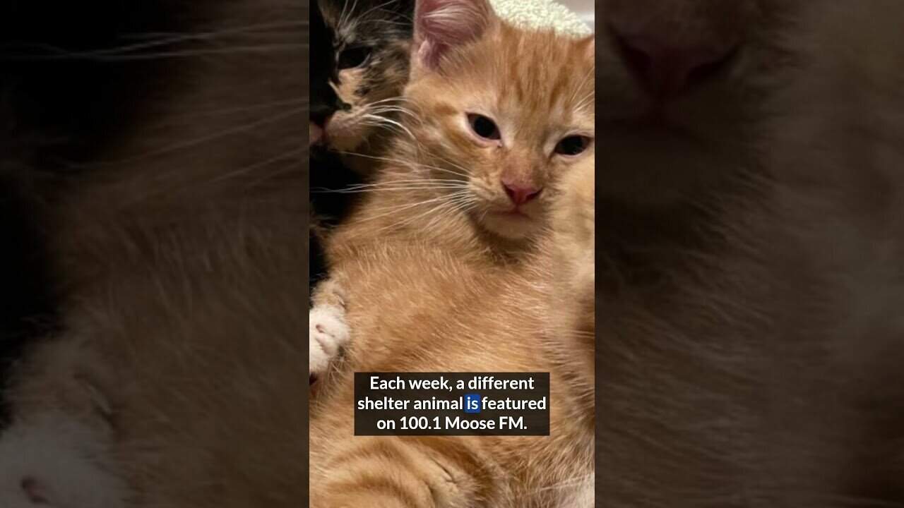 Adorable orange kitten with a calm expression, highlighting shelter pet adoption success.