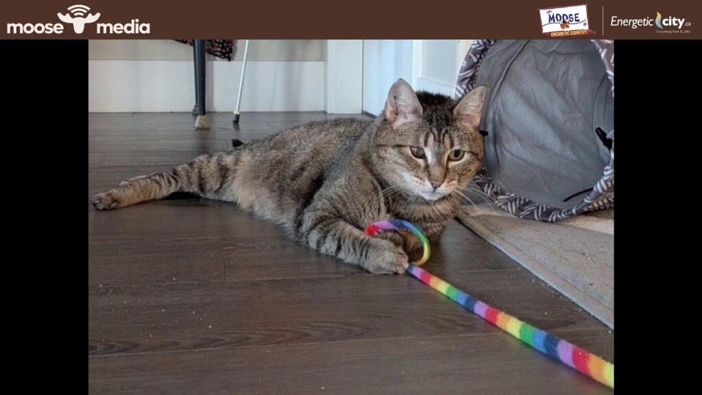 Playful tabby cat Finn lying on the floor with a colorful rainbow toy during Bone and Biscuit Best B.