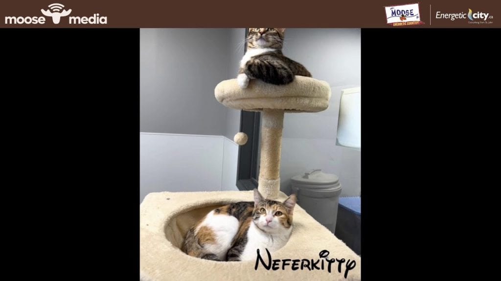 Cute cat relaxing on a multi-level cat tree in a cozy indoor space.