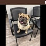 Cute bulldog sitting on a black chair in an indoor setting.