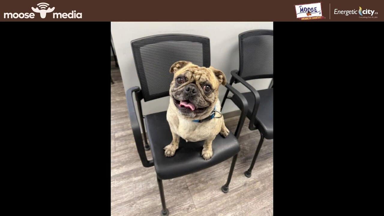 Cute bulldog sitting on a black chair in an indoor setting.