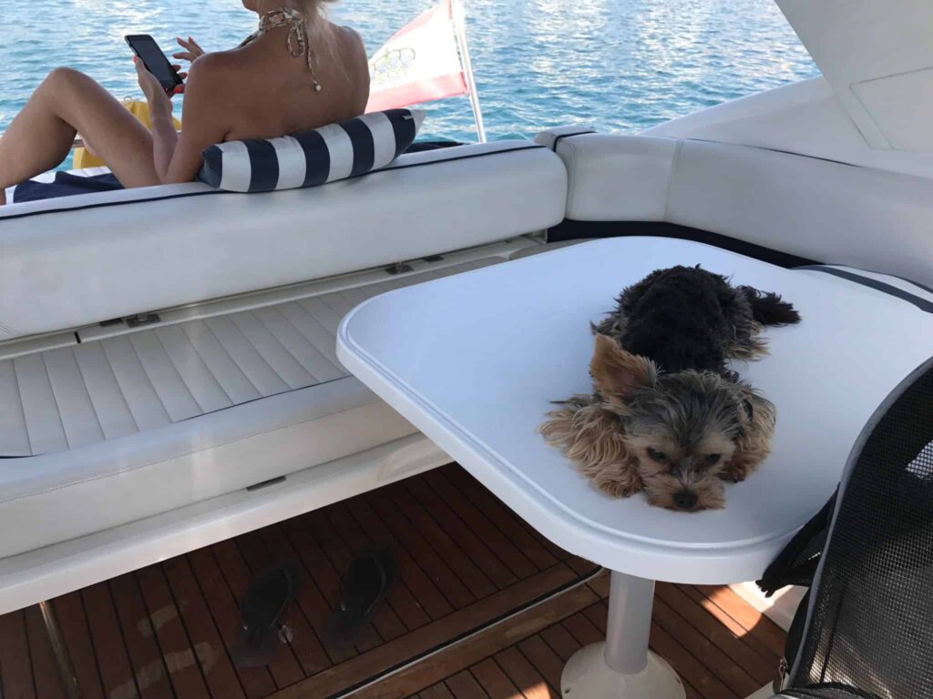 Skibshundens dagbog - 20.