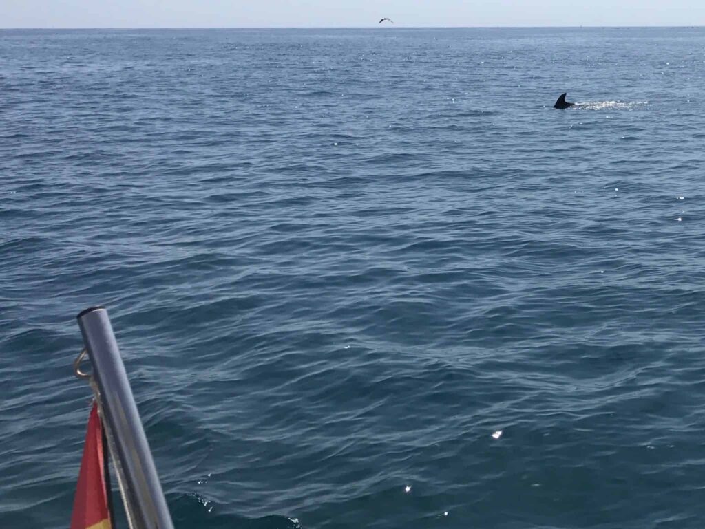 Omringet af delfiner - wauwwww!!