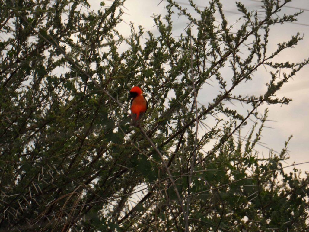 Botswana - den korte fortælling om en lang oplevelse!