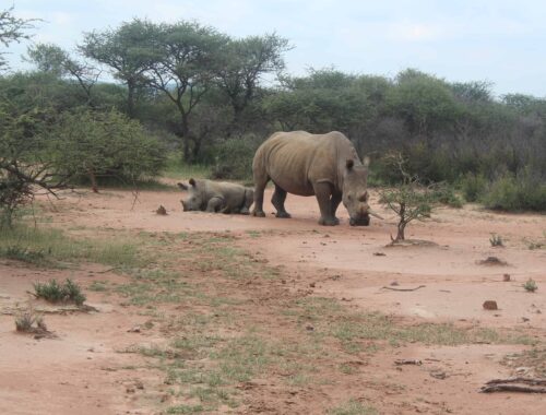 rhino tracking i mokolodi