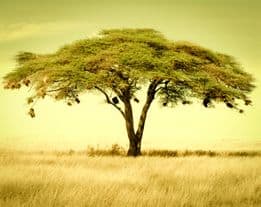 Botswana - Et autoværksted...