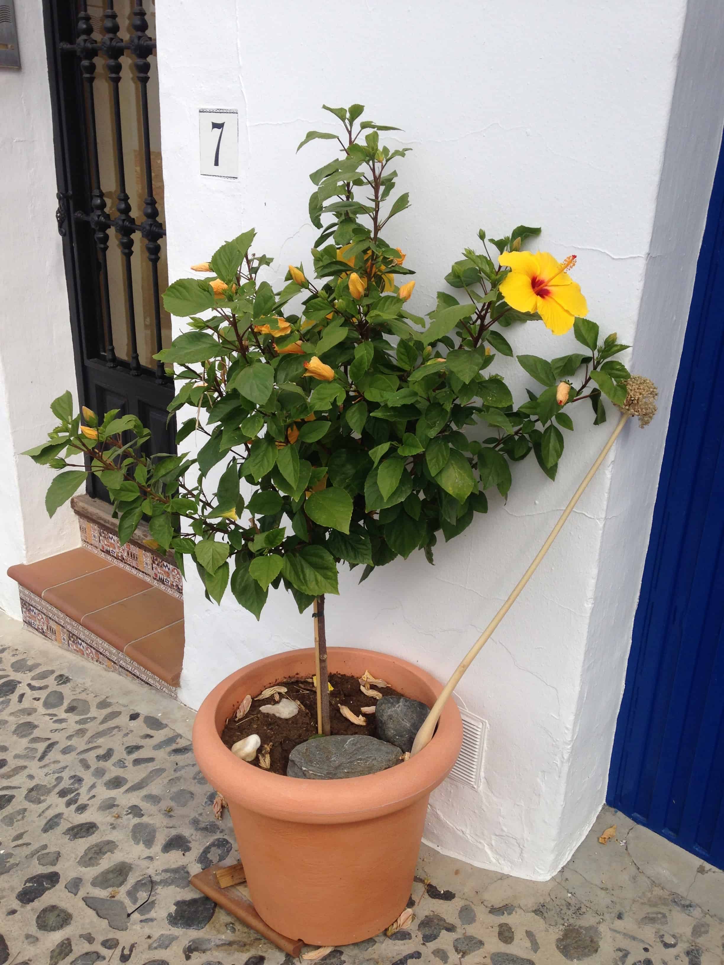 Frigiliana - smukkeste sted ever....