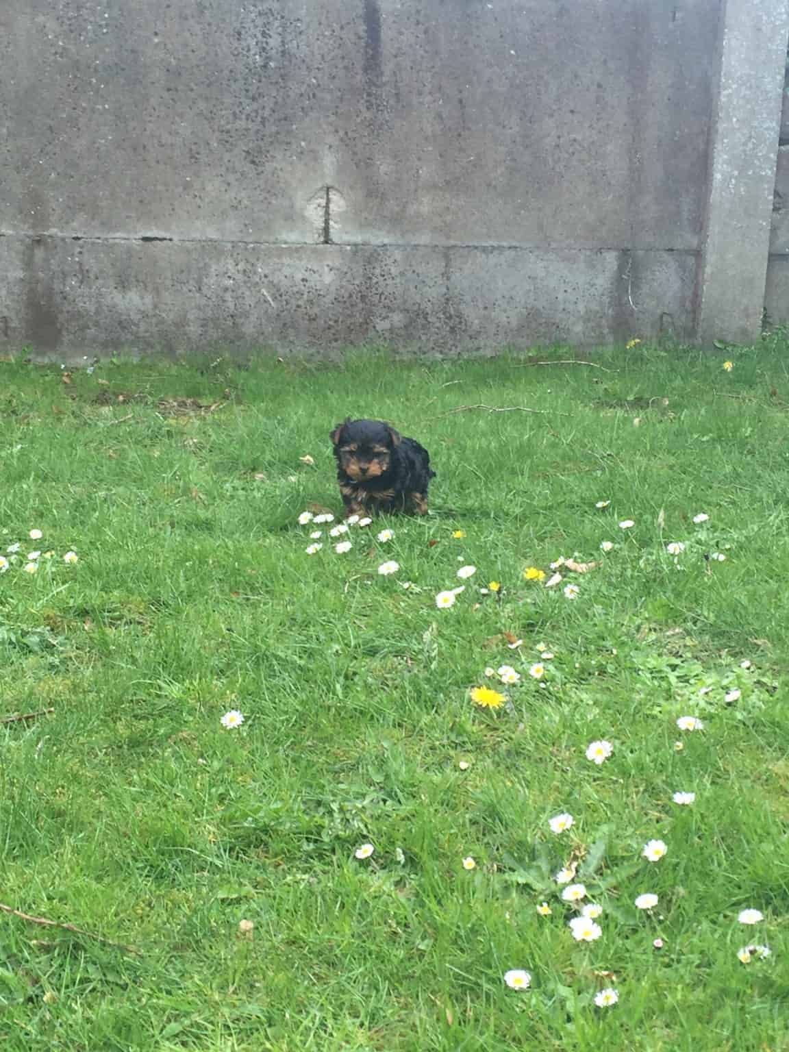 En Skibshunds dagbog - 1.