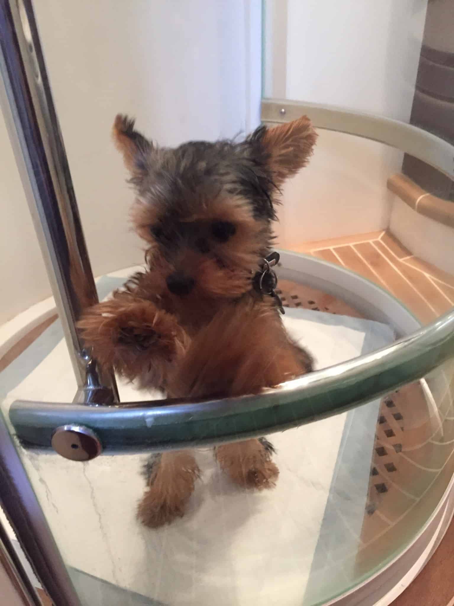 En Skibshunds dagbog - 7.