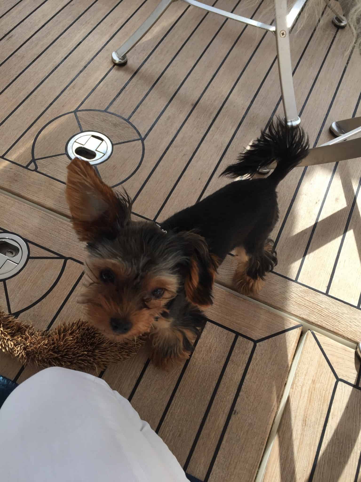 Så blev vores nye "Susie" døbt og navnet monteret og mere om dagen i dag