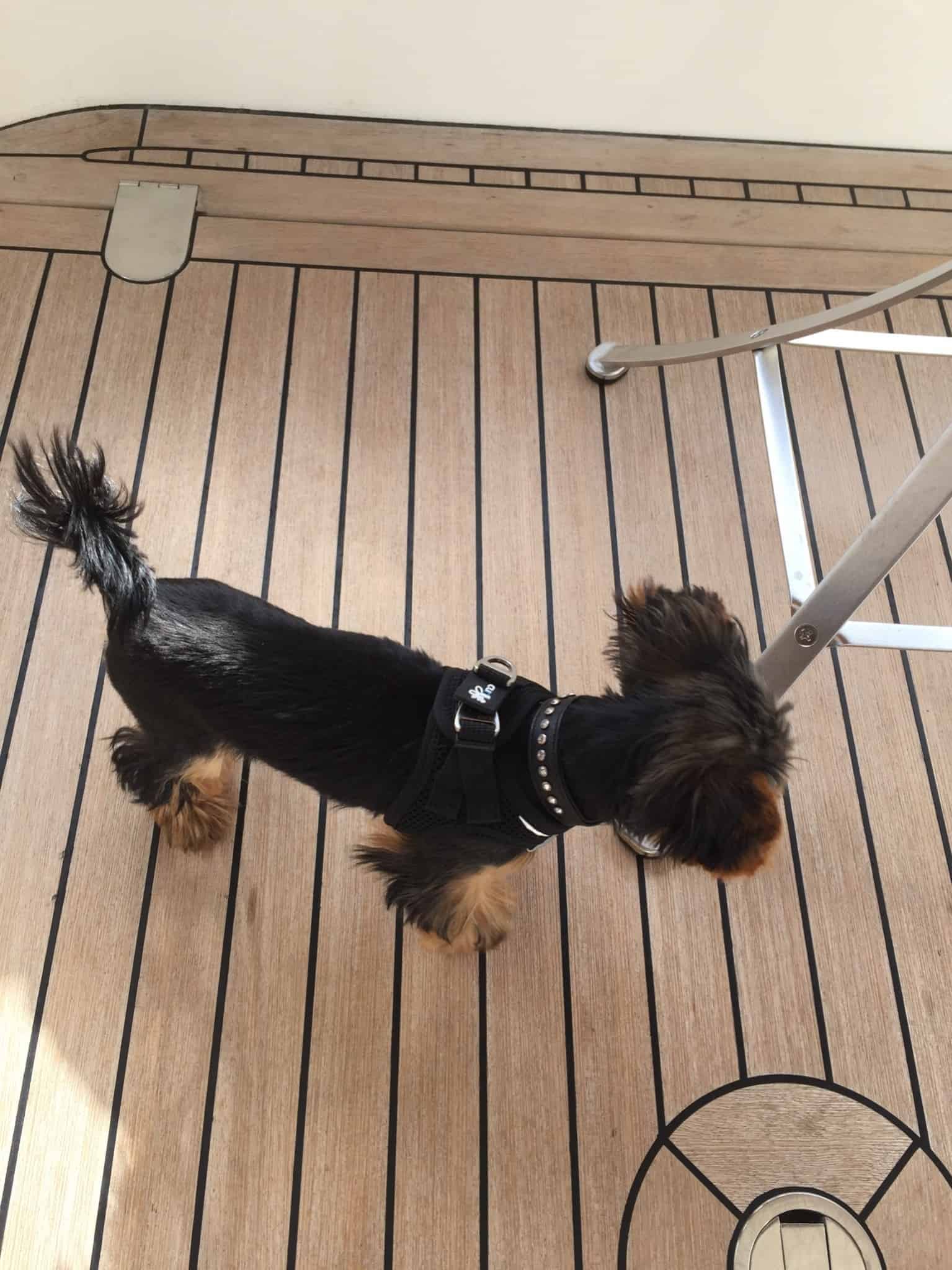 Så blev vores nye "Susie" døbt og navnet monteret og mere om dagen i dag