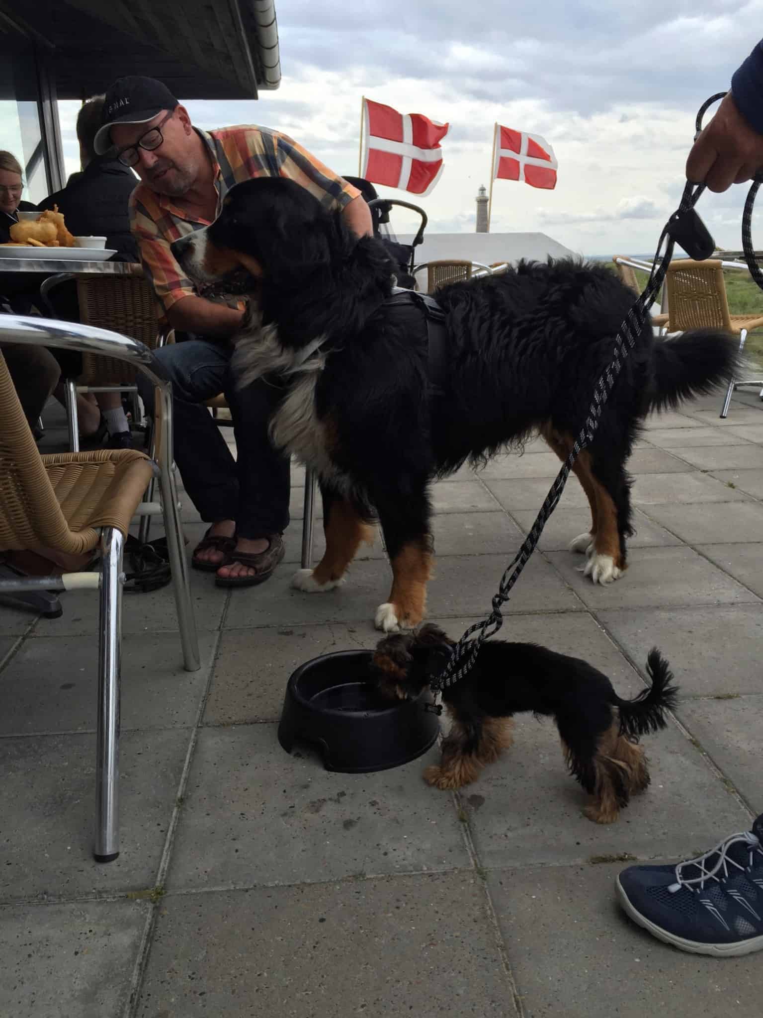 På cykeltur til Grenen med Skibshunden i rygsækken - og mødet med en kæmpe!