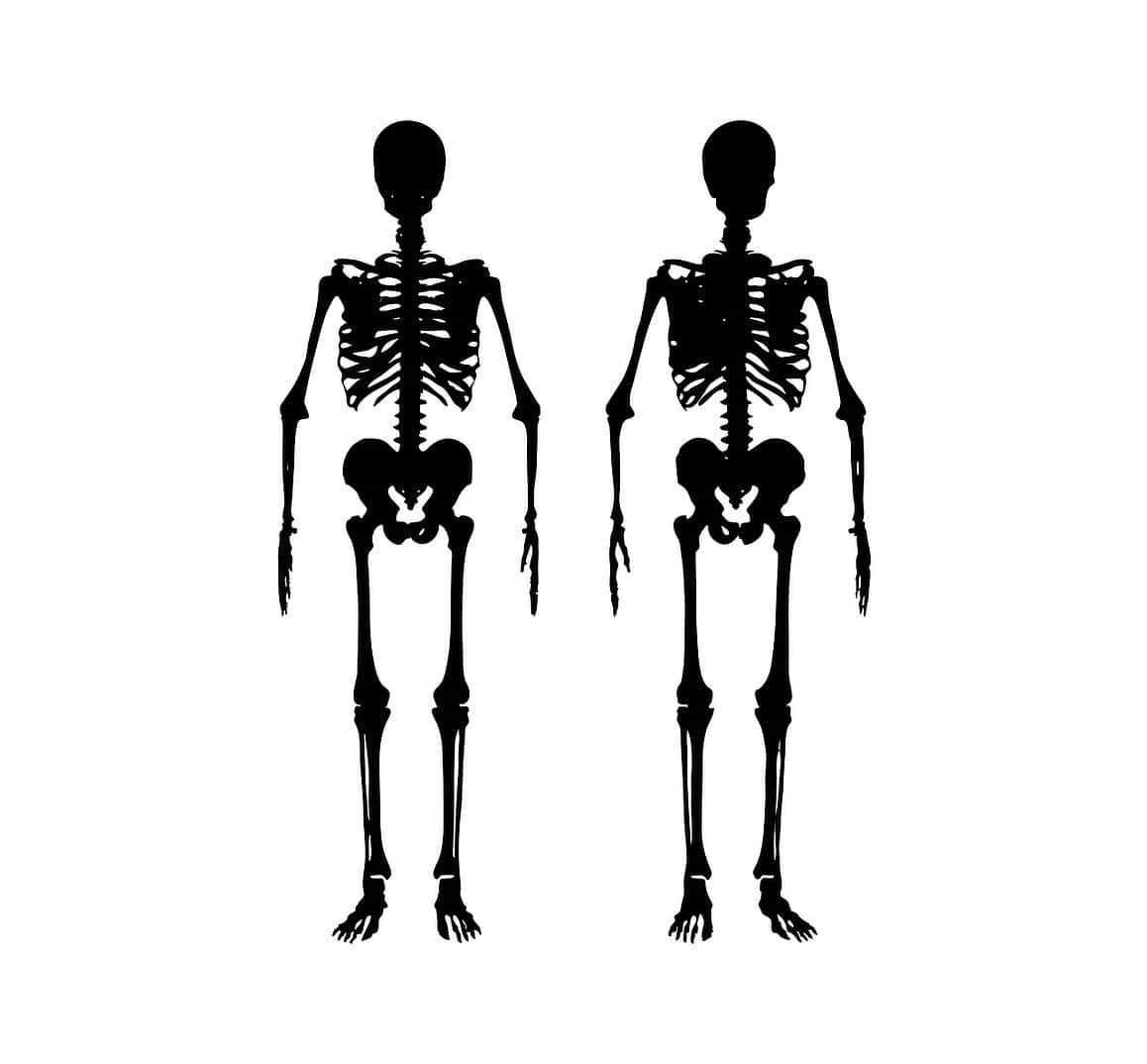 skelet