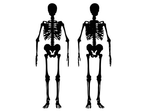 skelet