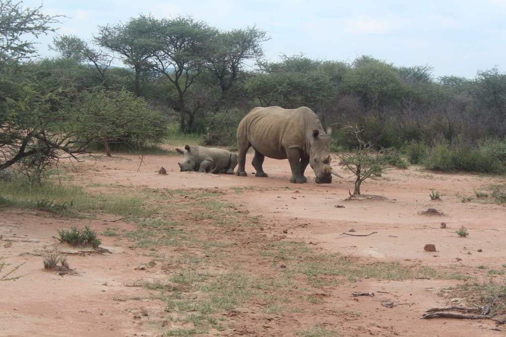 rhino mama with baby mokolodi